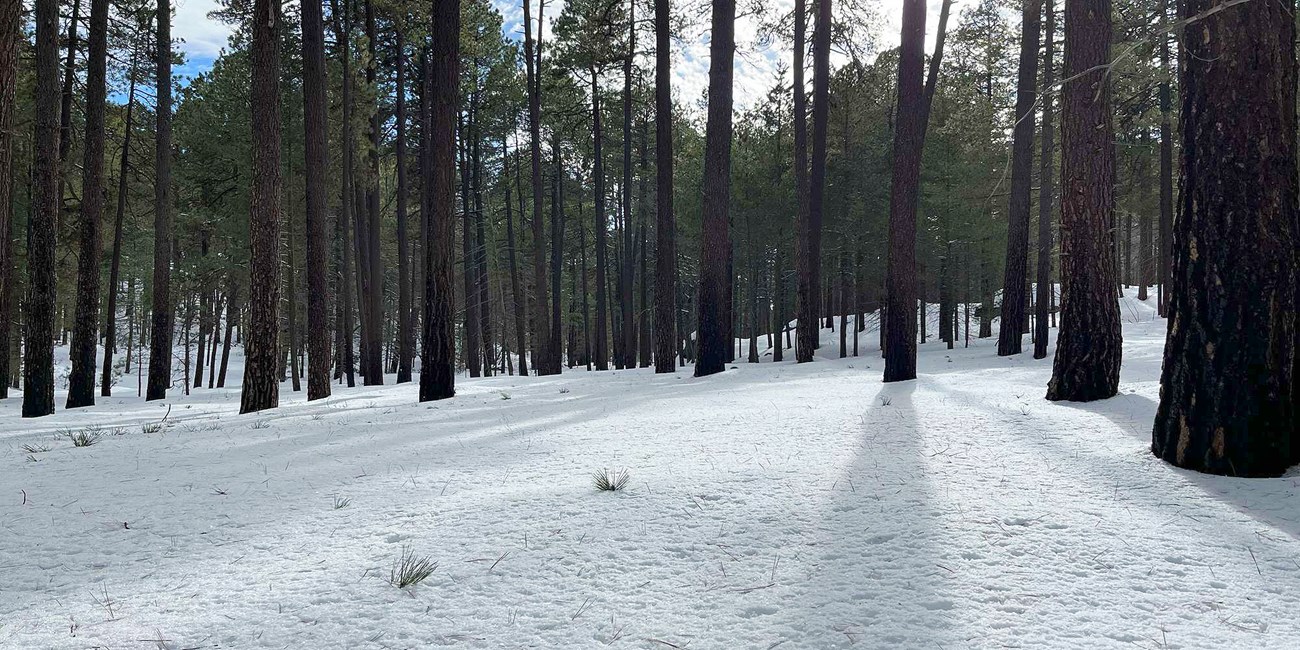 Photo of forest in winter
