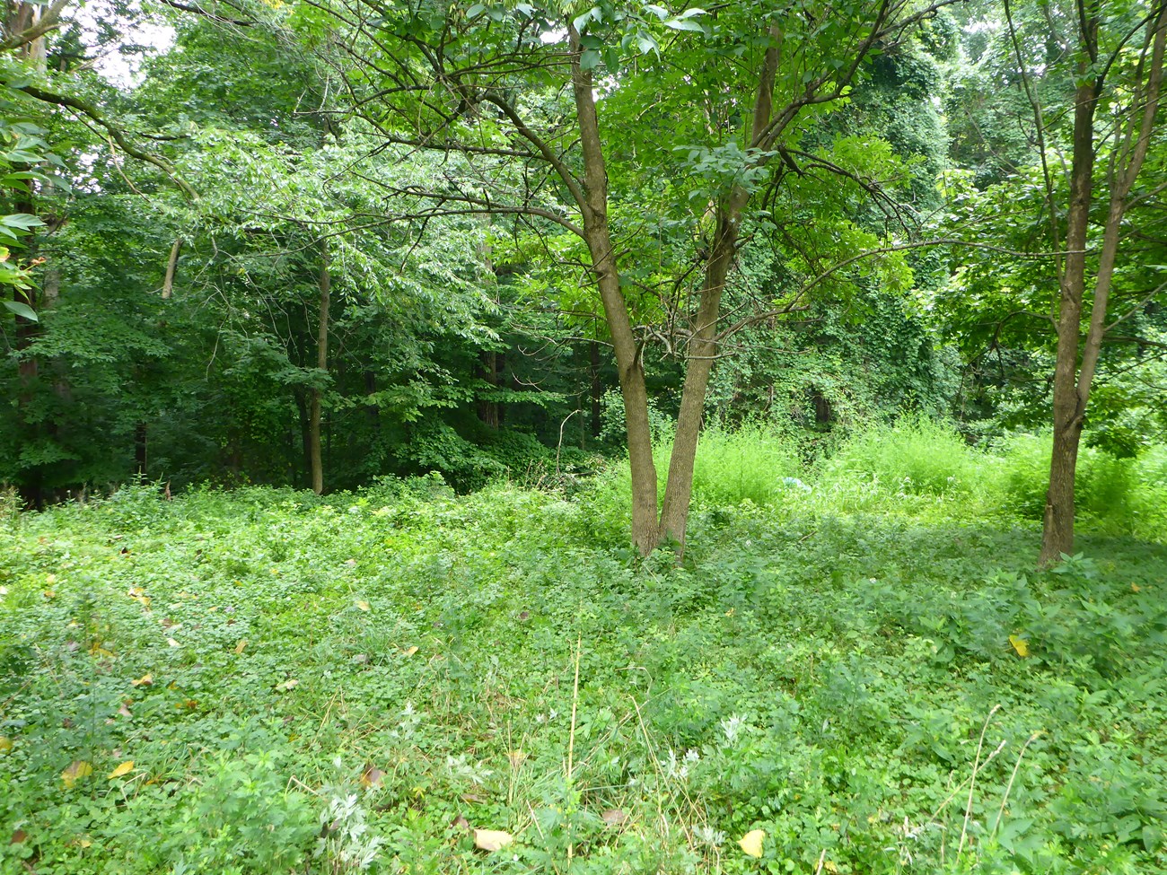 Thick shrubs cover a forest floor and taller trees stand in the background.