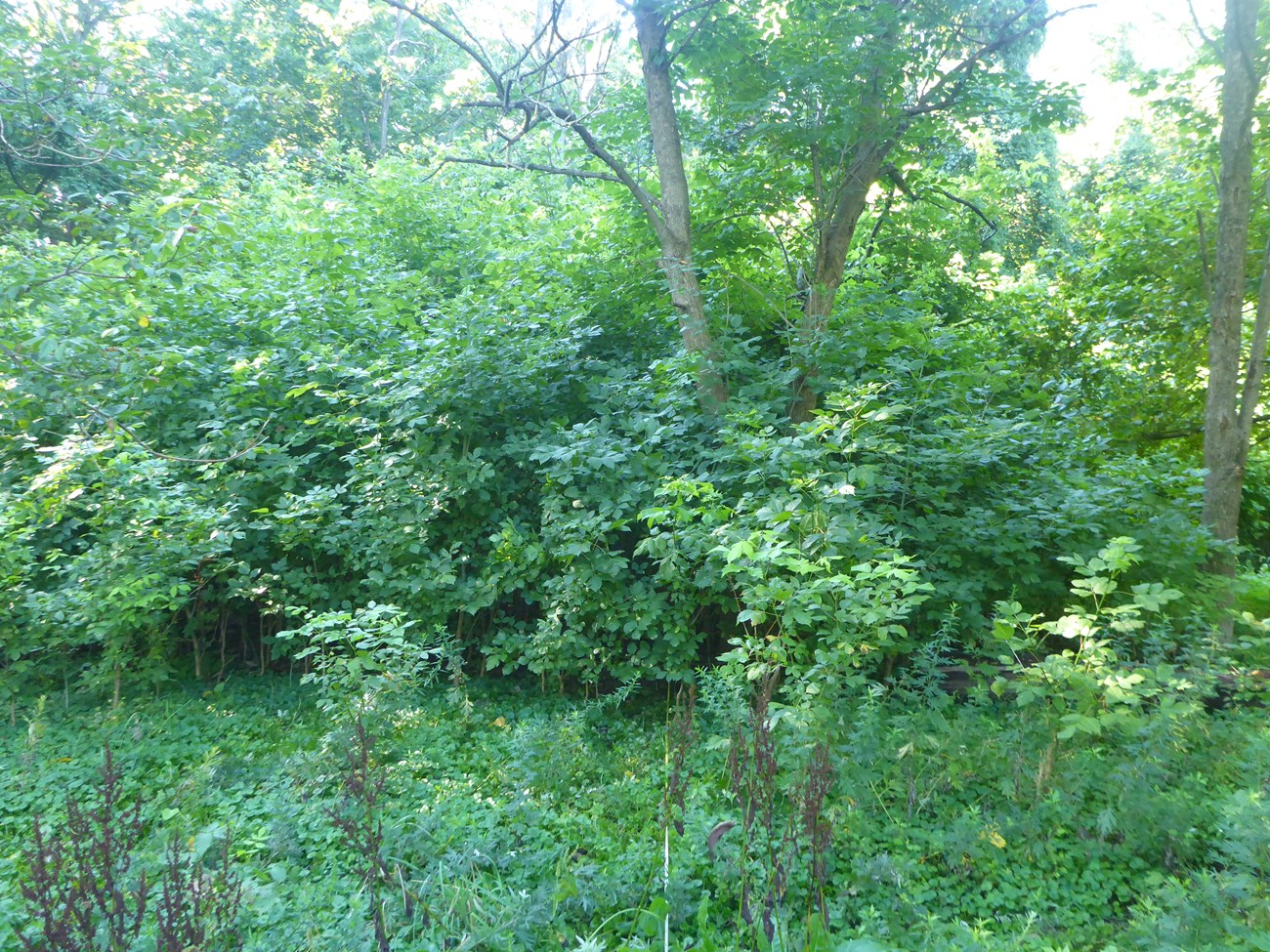 Thick shrubs cover a forest floor and taller trees stand in the background.