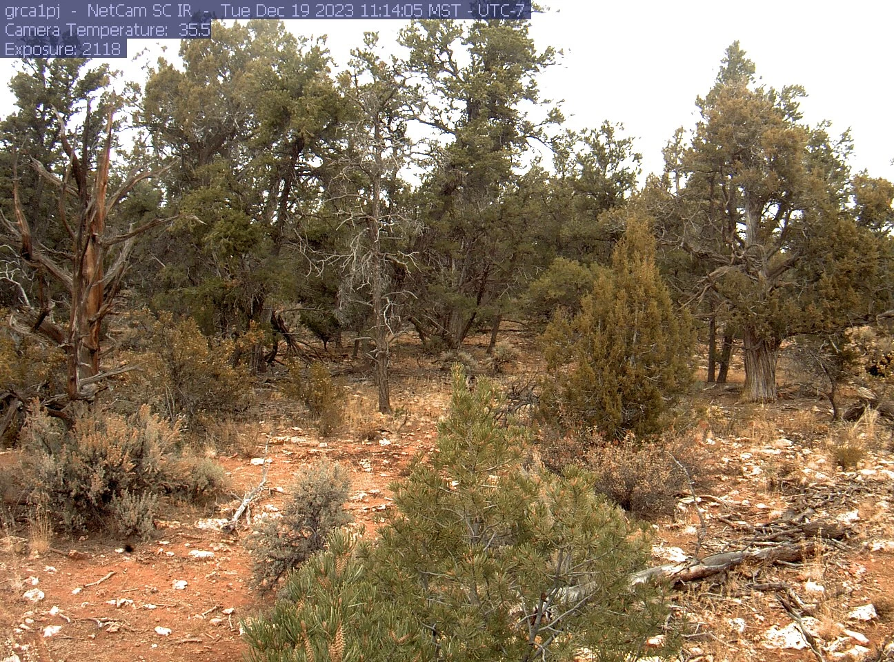 A forest with many different sized pinyon pine trees.