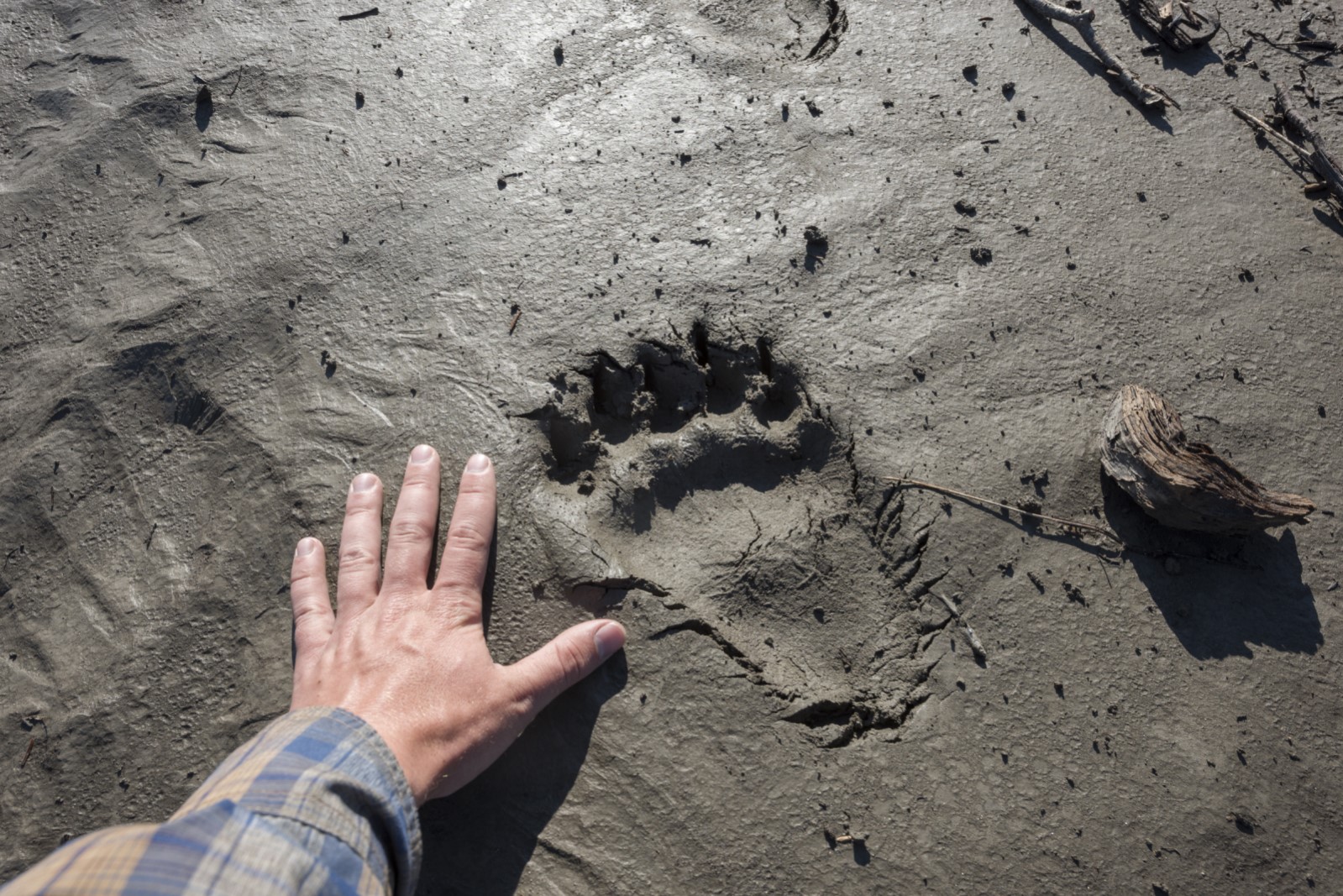 A human hand next to a muddy imprint of a large Grizzly bear print A human hand next to a muddy imprint of a large Grizzly bear print