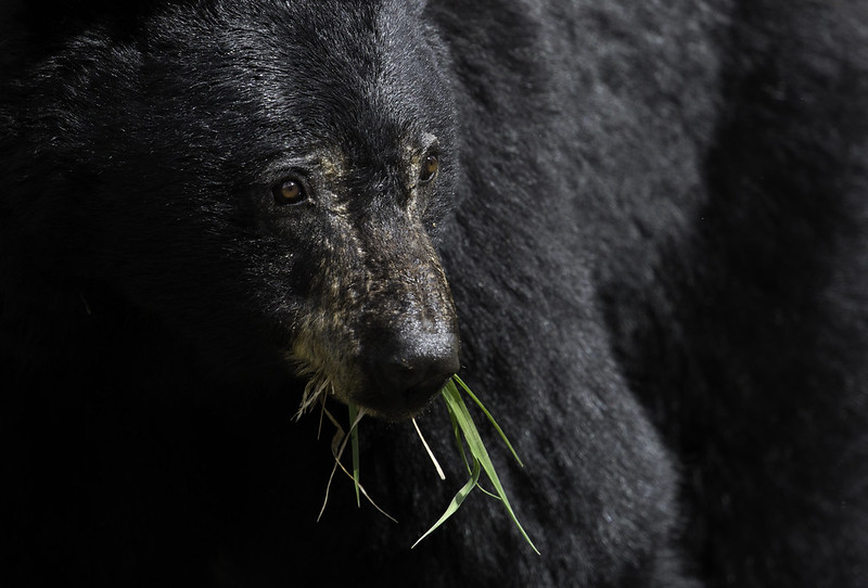 A close up of a black bear's head and shoulder. The bear has green grass sticking out of its mouth. A close up of a black bear's head and shoulder. The bear has green grass sticking out of its mouth.