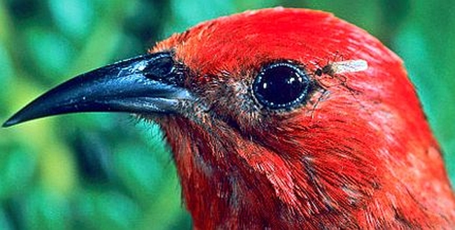 Mosquito stinging bird eye Mosquito stinging bird eye