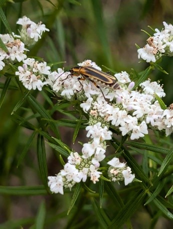 an orange bug on a white flower an orange bug on a white flower
