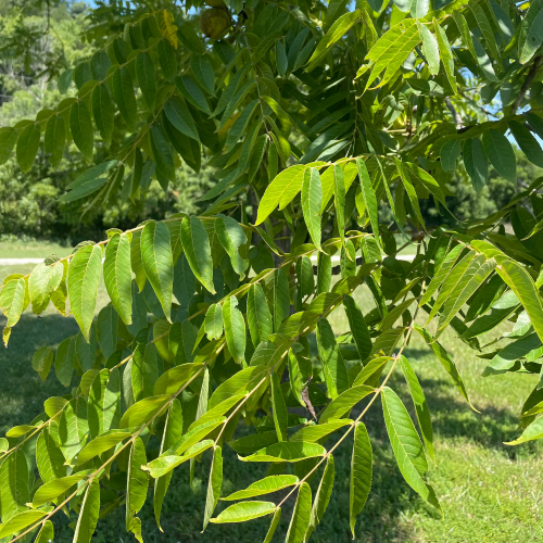 Leaves on tree Leaves on tree