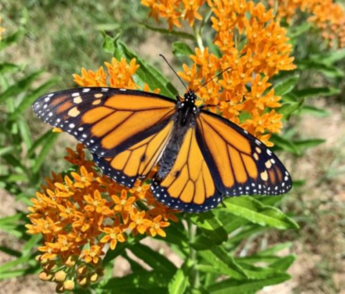 Butterfly, orange and black Butterfly, orange and black