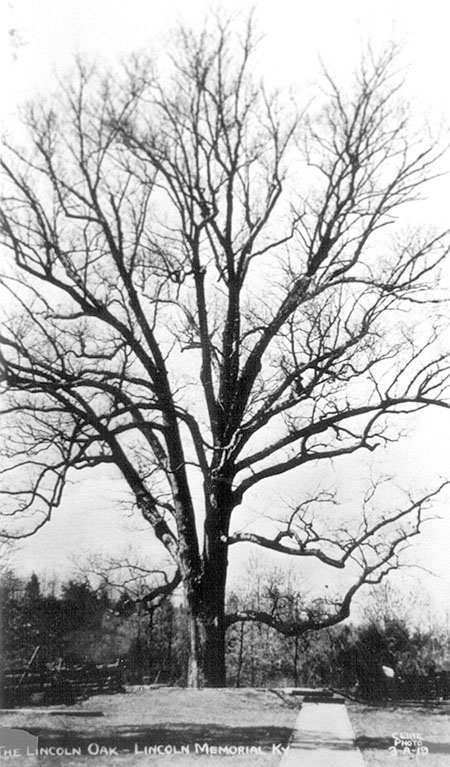 boundary oak