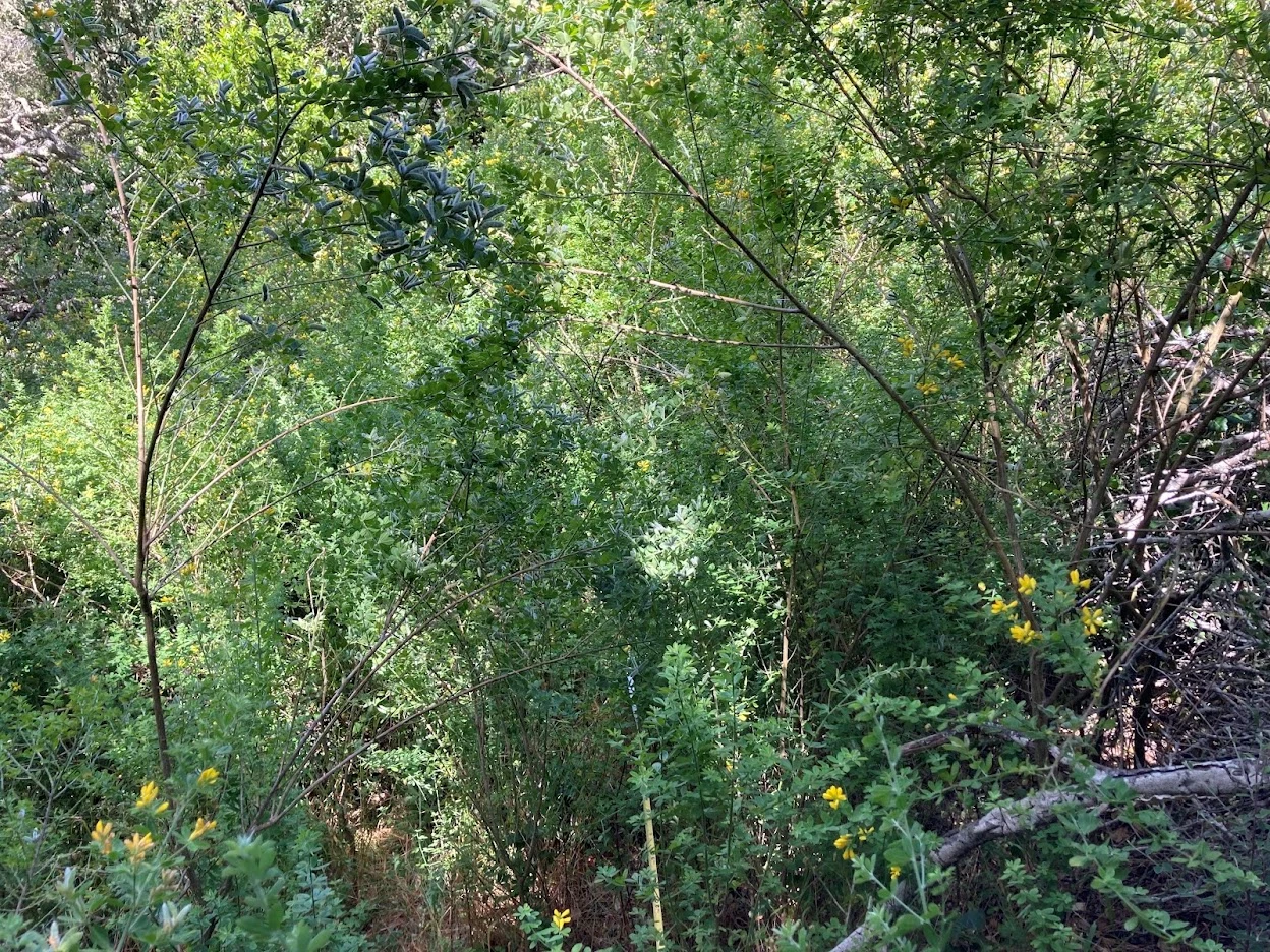 A fallen tree in front of bright green shrubs, there is measuring tape attached to a stake in the right of the tree