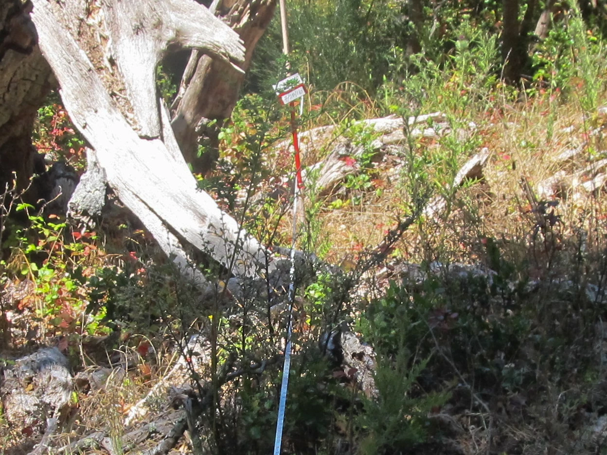 A fallen tree in front of bright green shrubs, there is measuring tape attached to a stake in the right of the tree