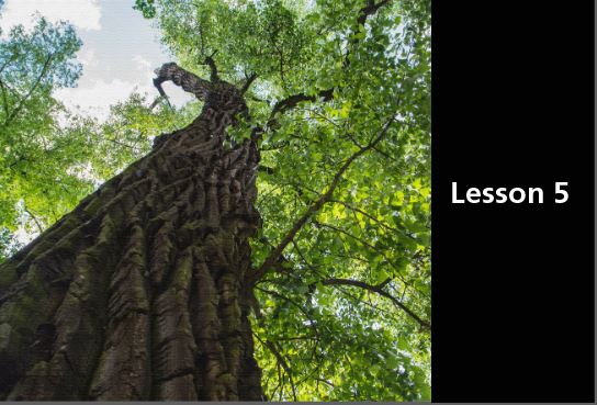 Tall cottonwood tree in full foliage