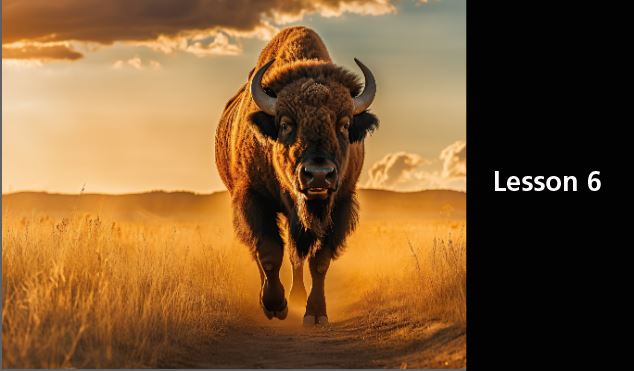 A bison on the Great Plains faces the viewer