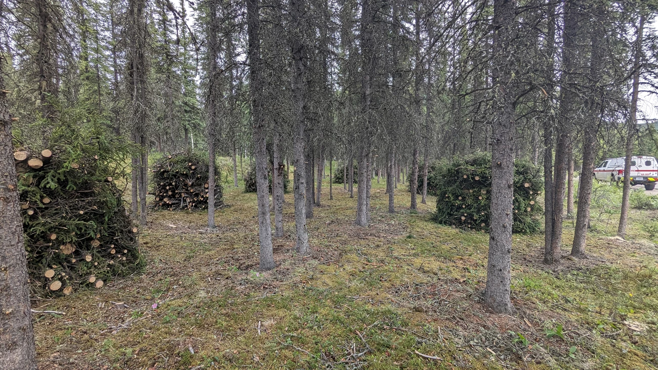 Piles of vegetation (wood, branches, etc) piled in a forested area with a fire truck parked to the right side.