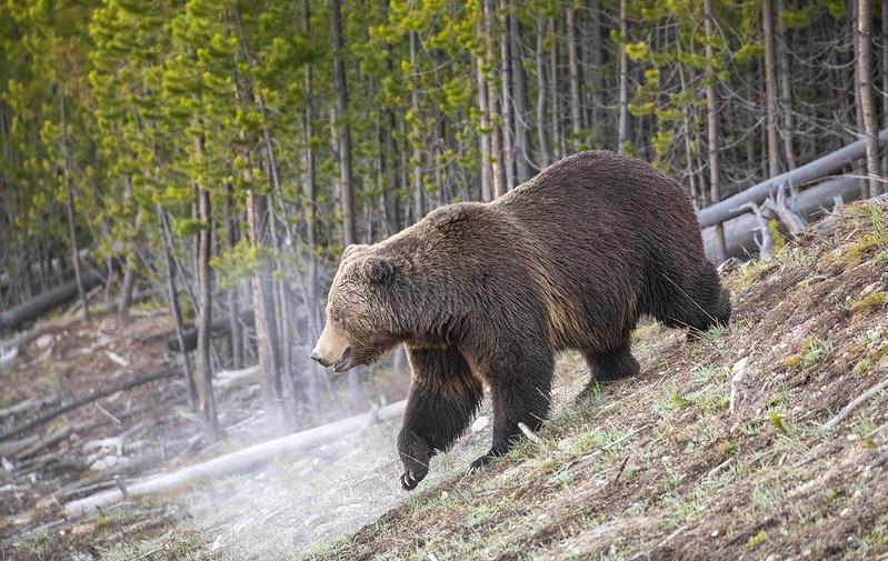 A large, dark brown, grizzly bear walks down a hill in front of a stand of small evergreen trees. A large, dark brown, grizzly bear walks down a hill in front of a stand of small evergreen trees.