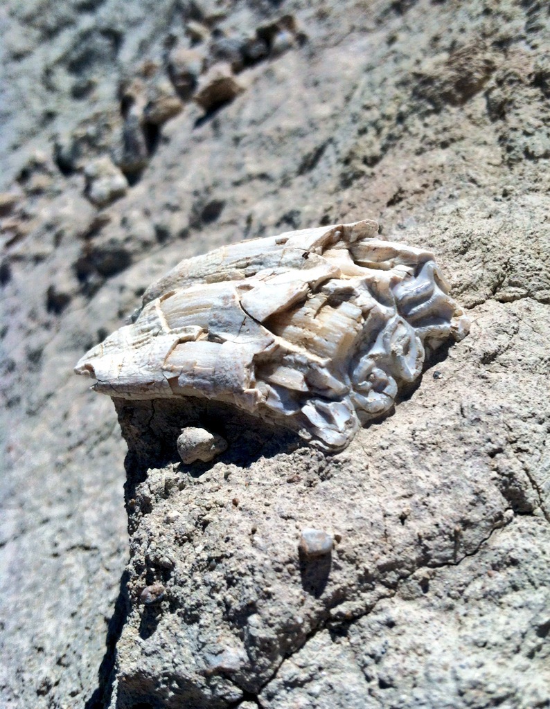 A white fossil horse tooth rests on top of tan sediment.
