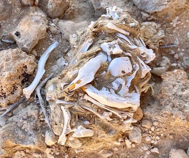 Small, white bones in a ball of animal hair (owl pellet) Small, white bones in a ball of animal hair (owl pellet)