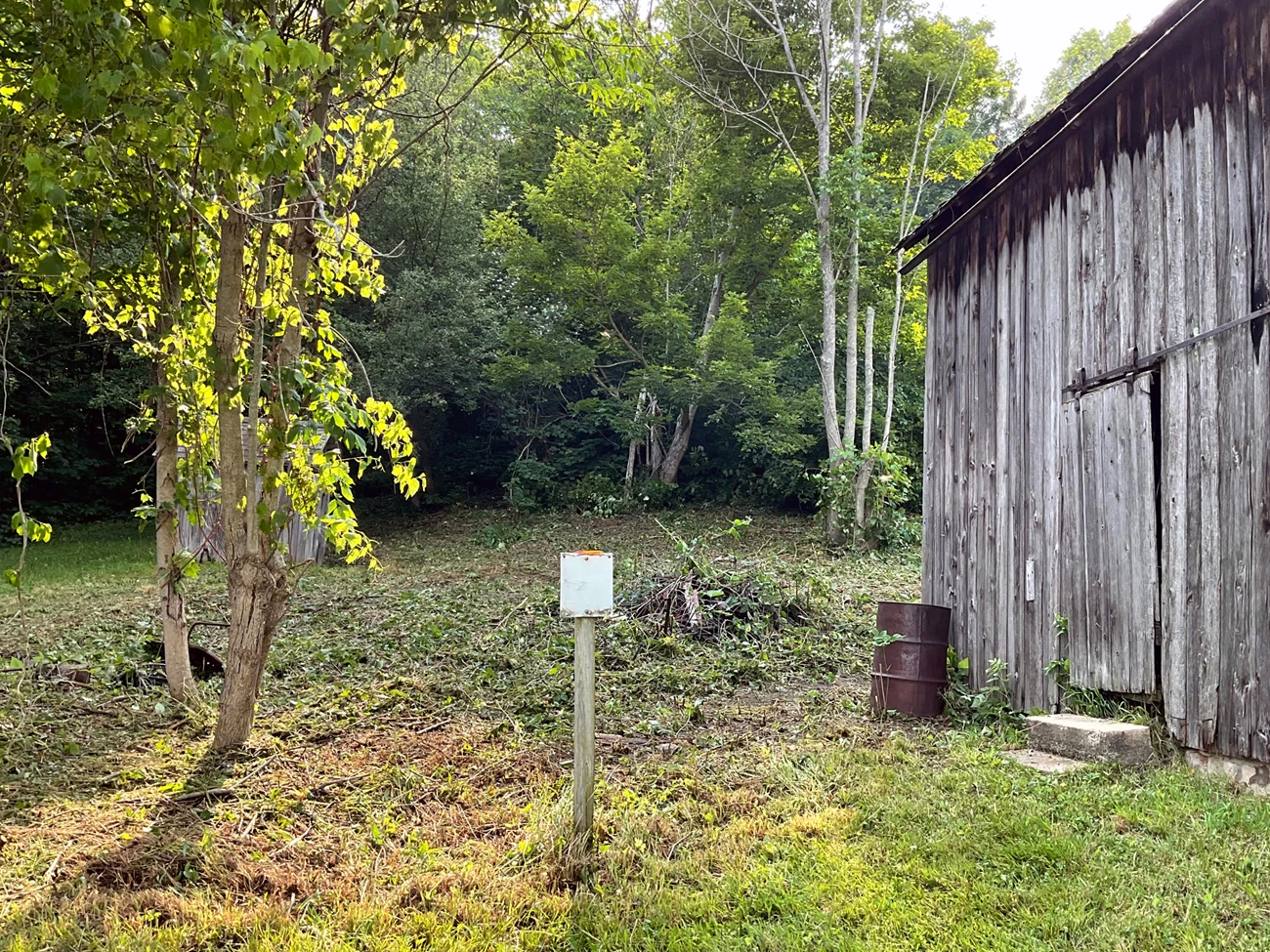 Thick vegetation encroaches on wooden structure.