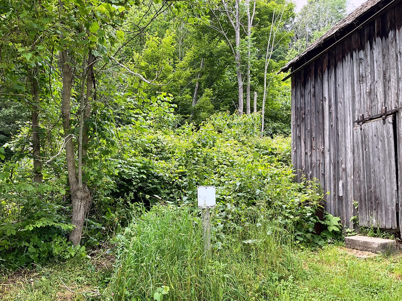 Thick vegetation encroaches on wooden structure.