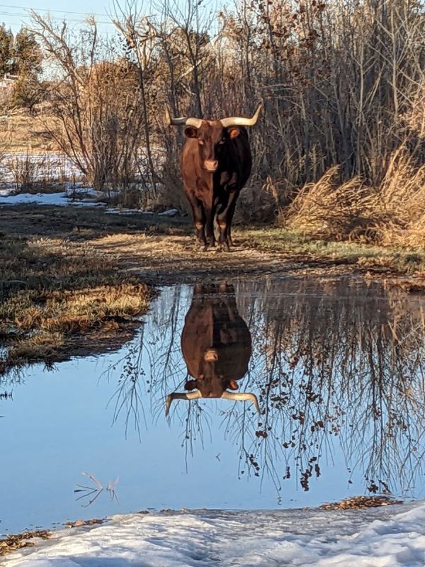 Ox surrounded by tall grasses stands facing viewer behind a large puddle of water and snow Ox surrounded by tall grasses stands facing viewer behind a large puddle of water and snow