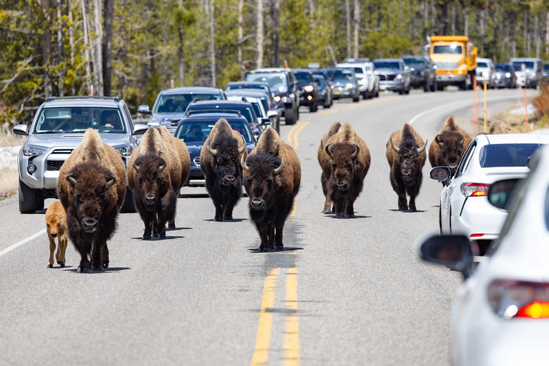 A herd of bison walks down a road with a line of cars stopped in both directions. A herd of bison walks down a road with a line of cars stopped in both directions.