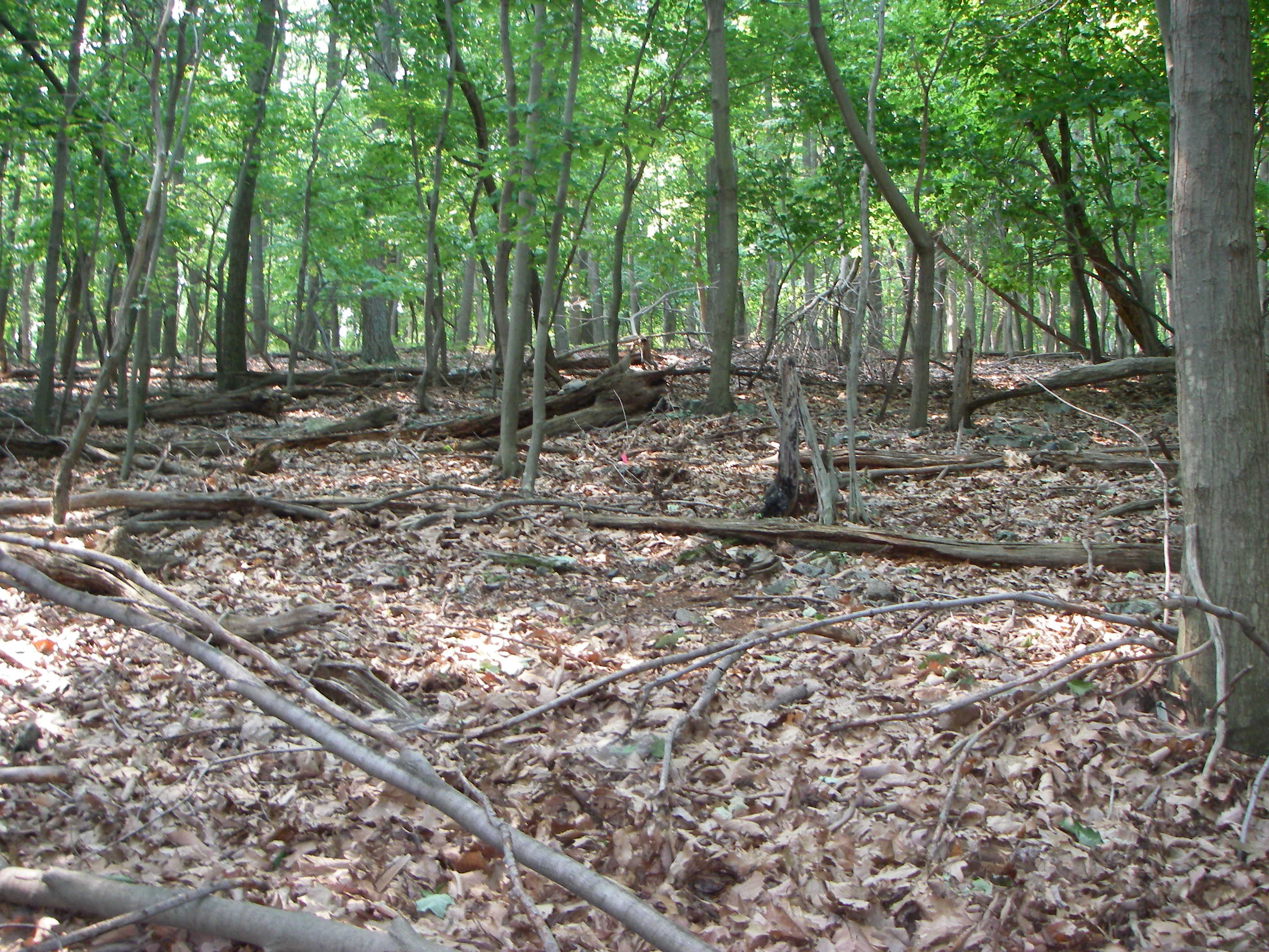 In the foreground, forest floor is covered in brown leaves and some large branches and felled trees; in the background, trees with green leaves