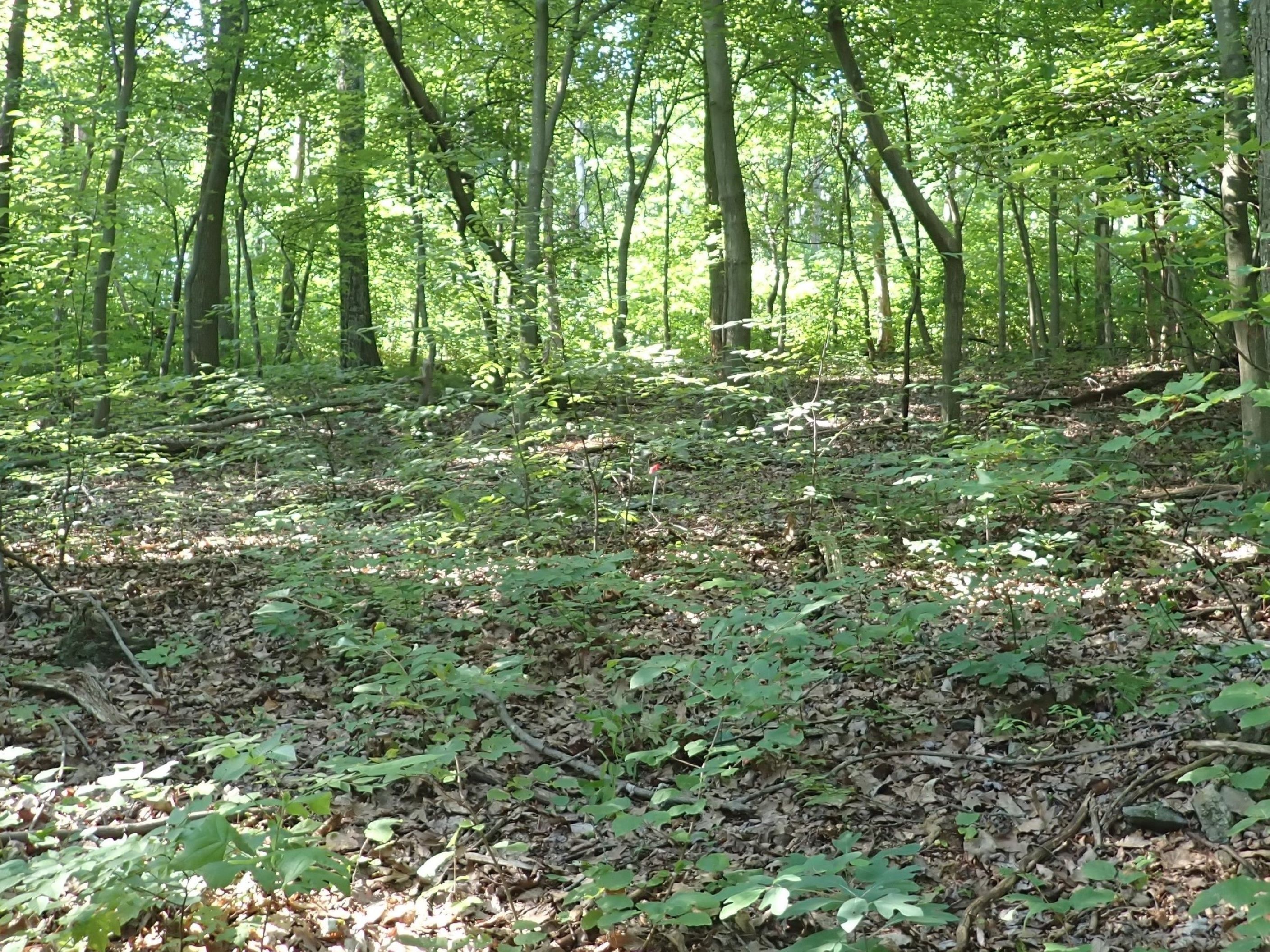 In the foreground, forest floor is covered in brown leaves and some large branches and felled trees; in the background, trees with green leaves