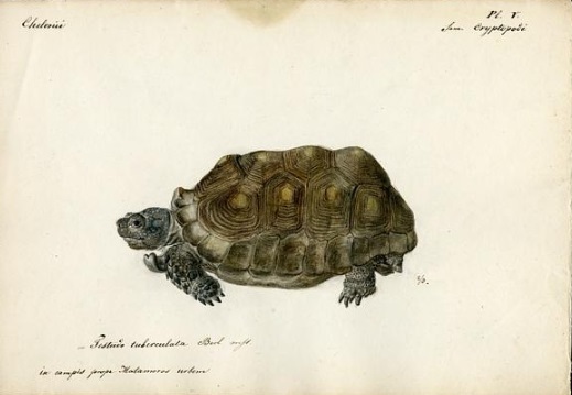 Color lithograph of a tortoise. Color lithograph of a tortoise.