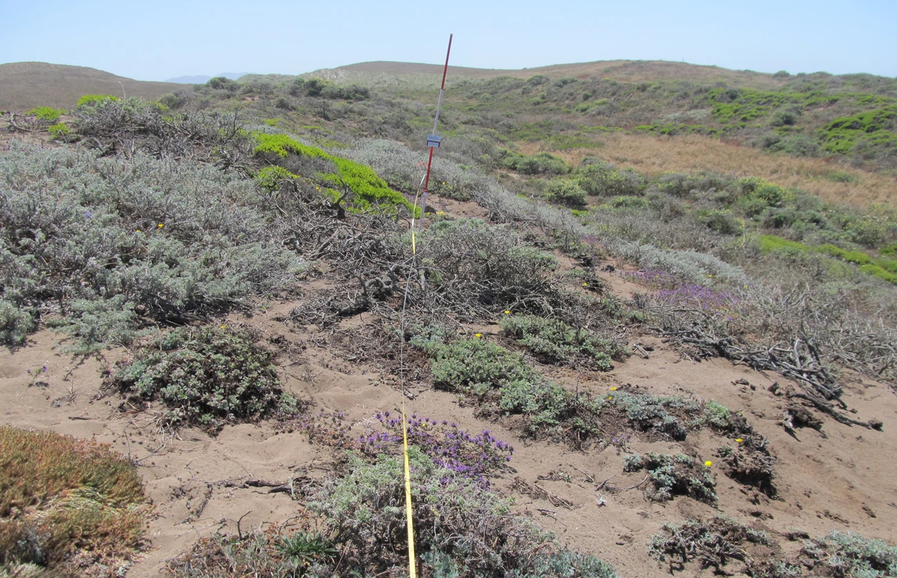 Dune landscape with a long measuring tape leading to a pole indicating the center of a monitoring plot. The pole stands in the midst of a large patch of ice plant that's bordered by smaller patches of native shrubs.