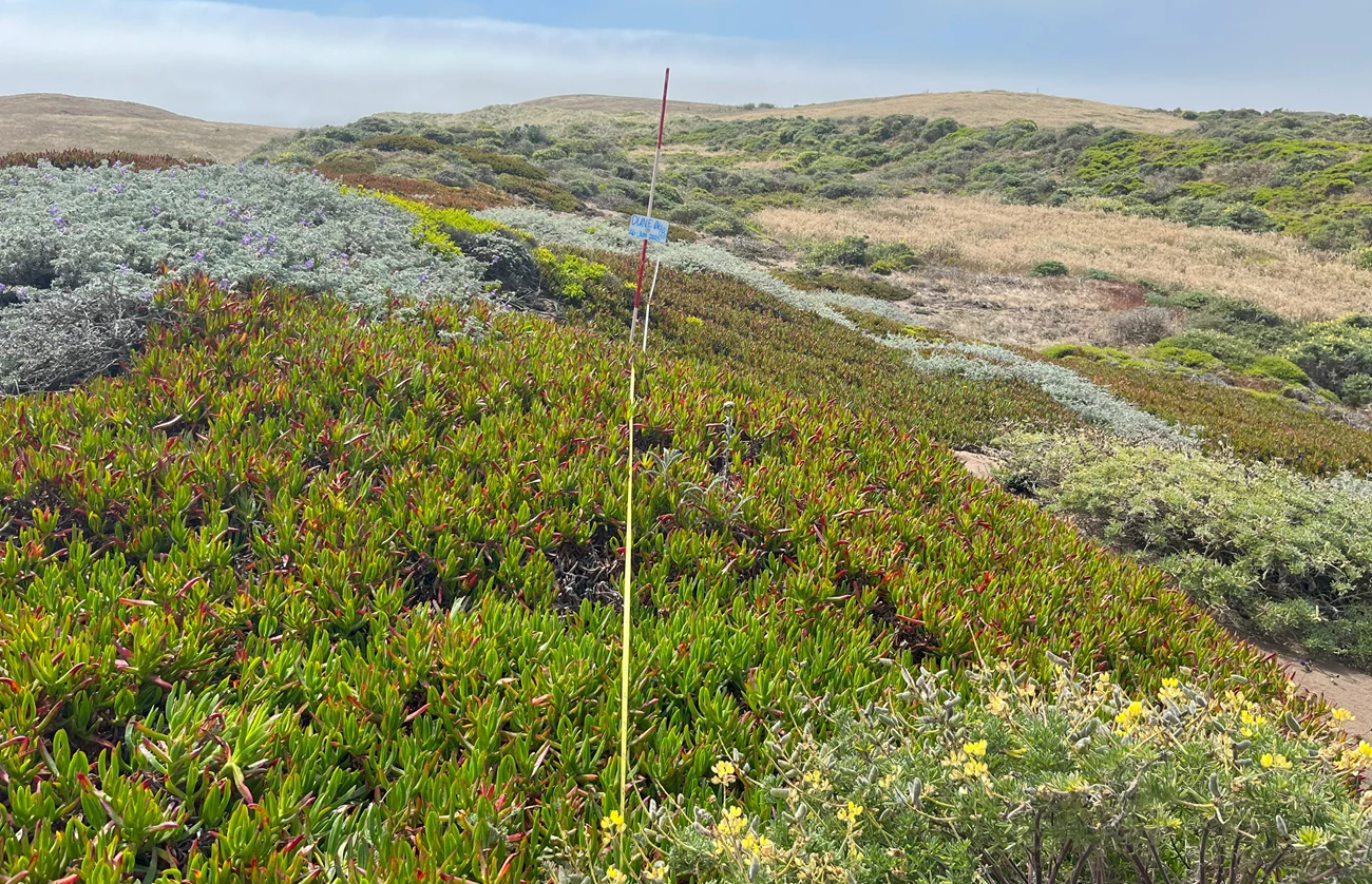 Dune landscape with a long measuring tape leading to a pole indicating the center of a monitoring plot. The pole stands in the midst of a large patch of ice plant that's bordered by smaller patches of native shrubs.