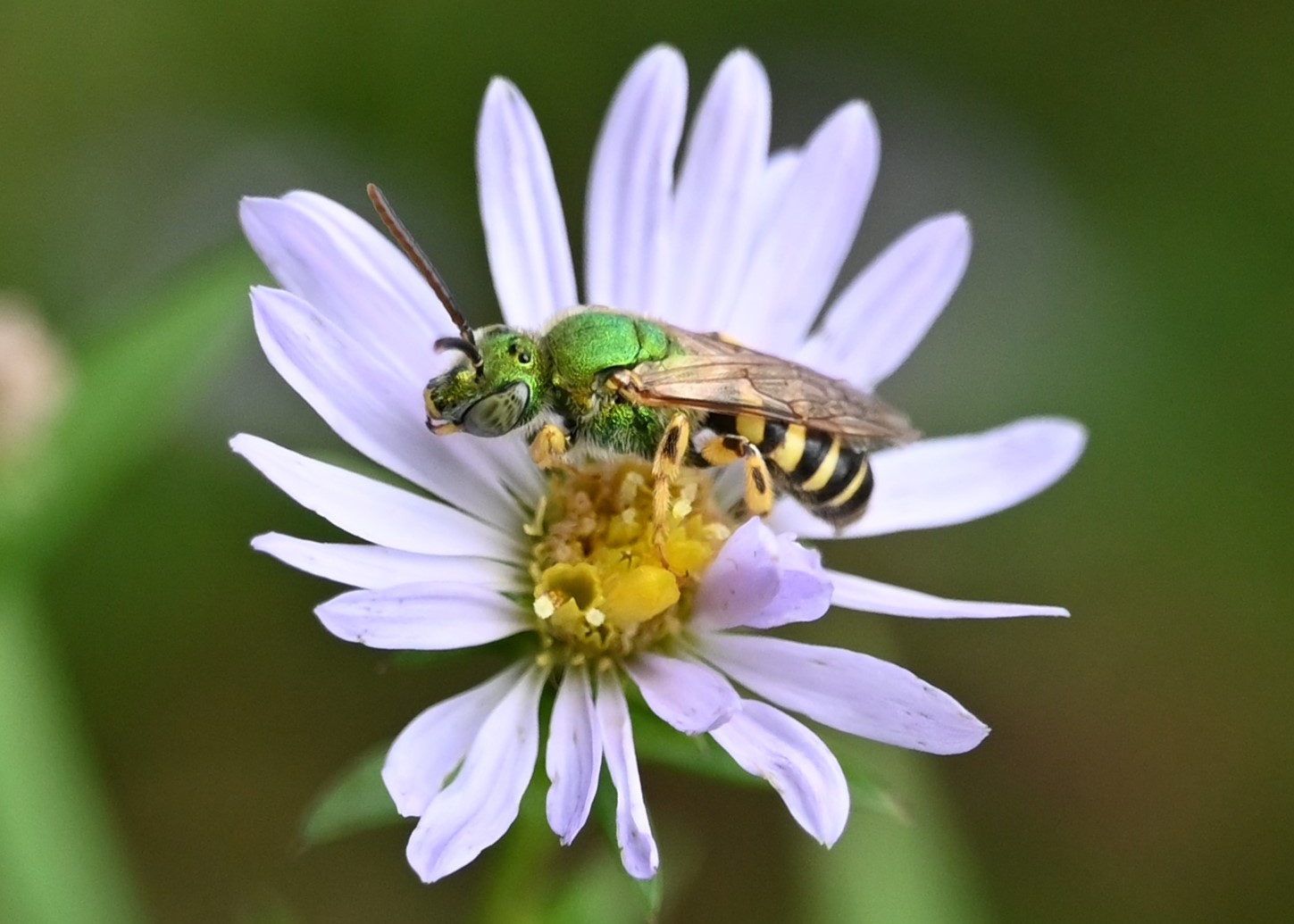 An expansive canyon of red and tan rock on a cloudy day.