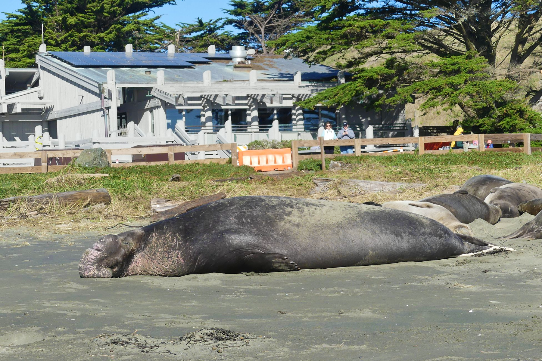 Large, full-bodied male elephant seal asleep on the sand with a visitor center building in the background.