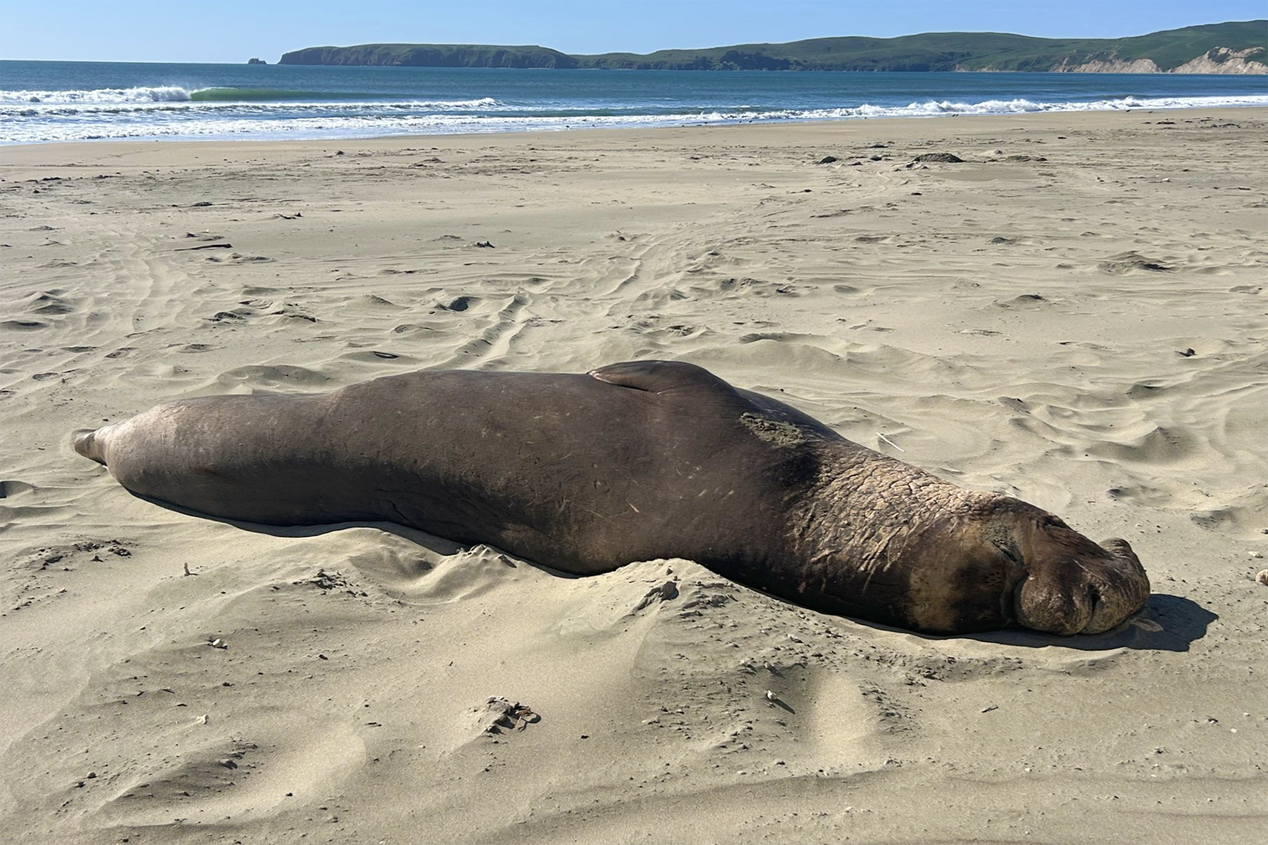 Large, full-bodied male elephant seal asleep on the sand with a visitor center building in the background.