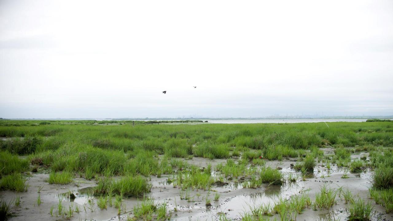 Marsh Sounds