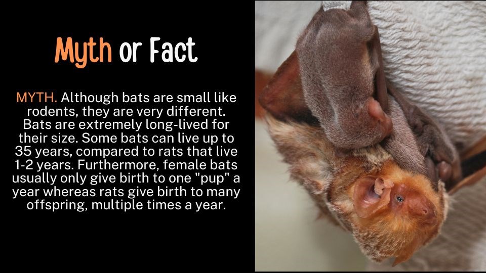 Myth Busters - Bats (U.S. National Park Service)