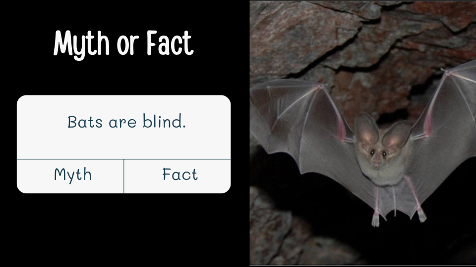 a bat with wings widespread and text that reads "myth or fact, bats are blind"