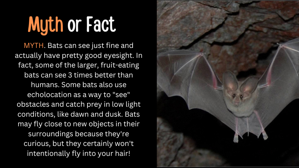 a bat with wings widespread and text that reads "myth or fact, bats are blind"