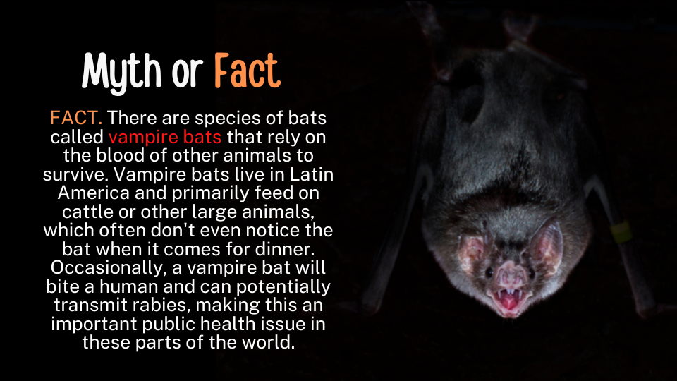 a vampire bat hanging upside down with text "Myth or Fact, bats drink blood"