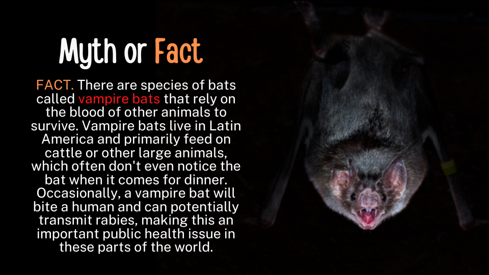Bats Make Good Neighbors: Ten Facts That May Surprise You