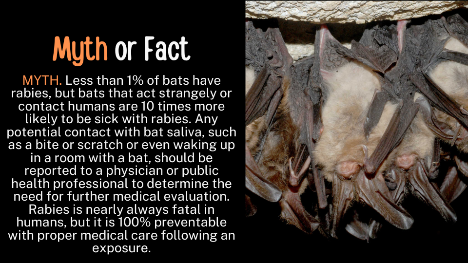 a group of Virginia long eared bats hang from the ceiling of a cave with text: Myth or fact All bats are rabid.