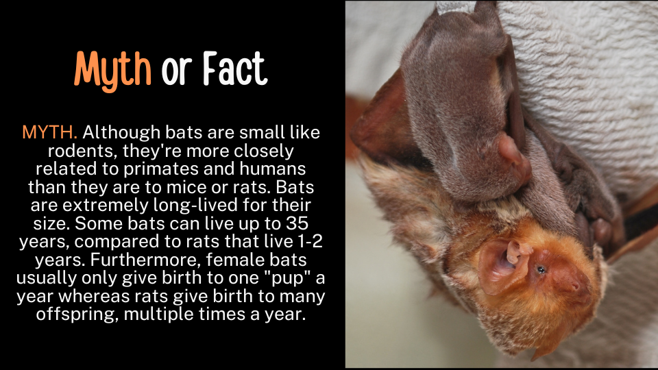 Bats Make Good Neighbors: Ten Facts That May Surprise You