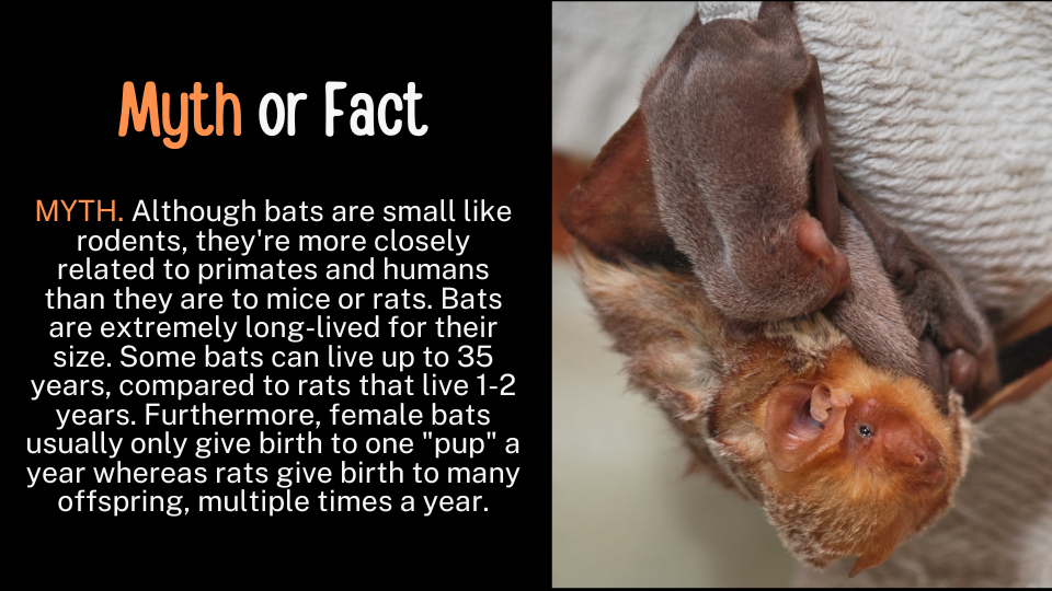 an eastern red bat with two pups. Text reads: Myth or Fact Bats are just mice with wings
