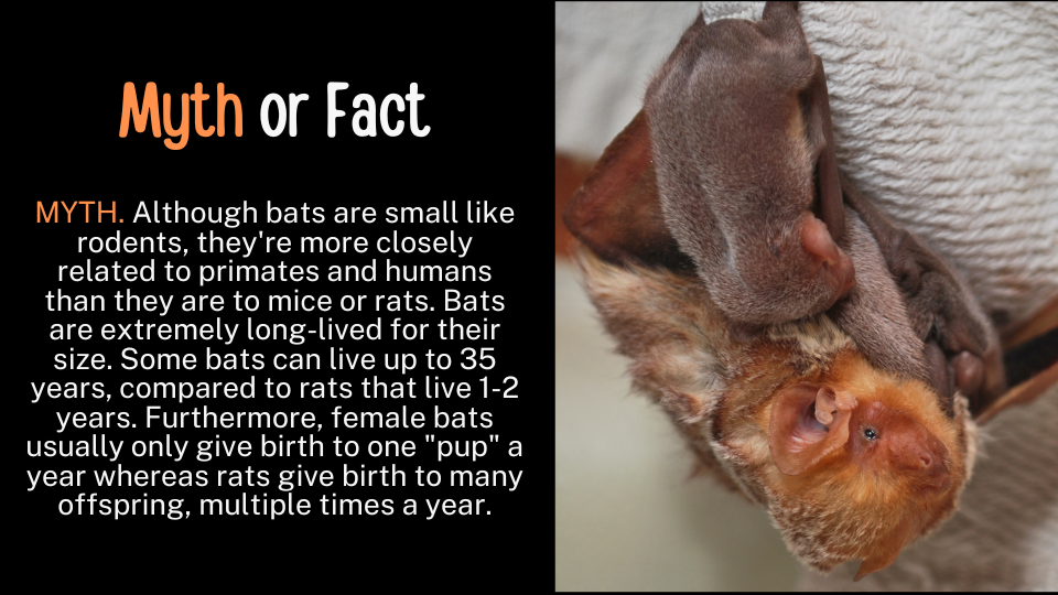 Rat Years to Human Years
