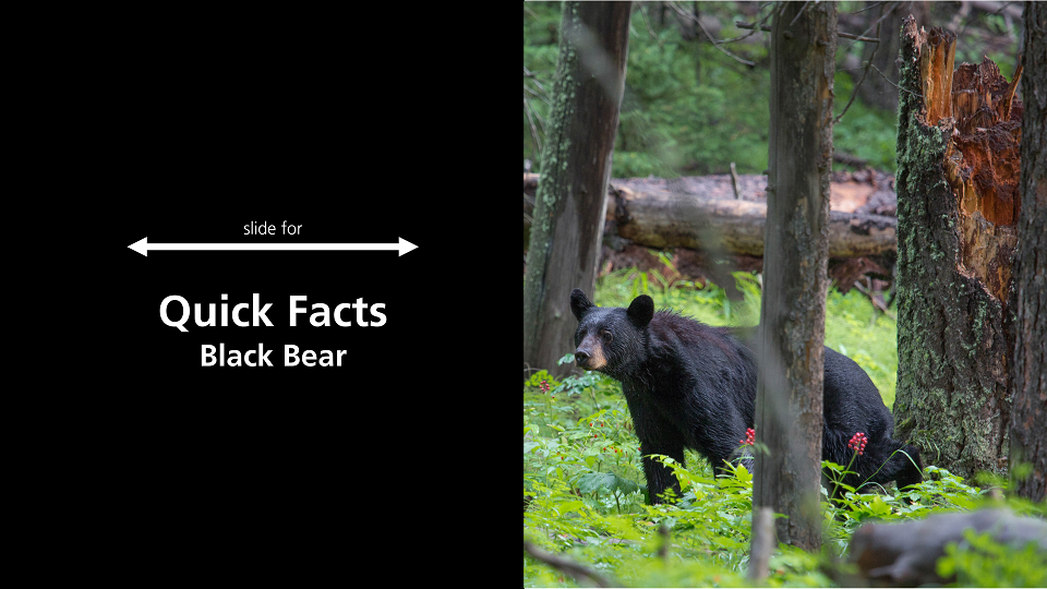 black bear with text "slide for quick facts black bear"