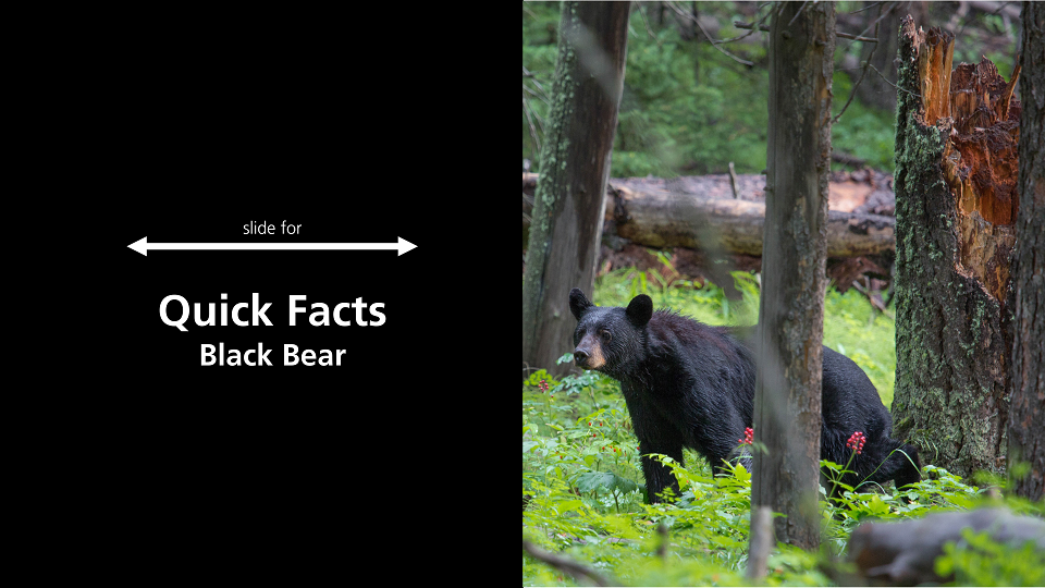 Black Bears