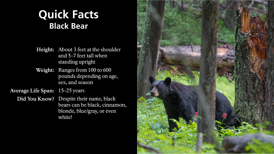 black bear with text "slide for quick facts black bear"