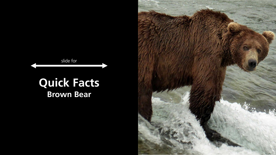 Brown Bears - Bears (. National Park Service)