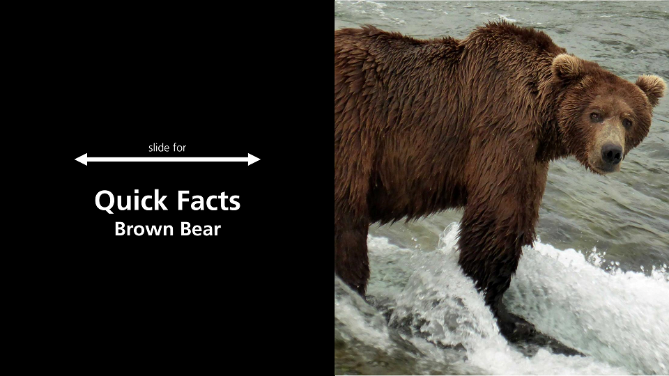 Brown Bears - Bears (U.S. National Park Service)