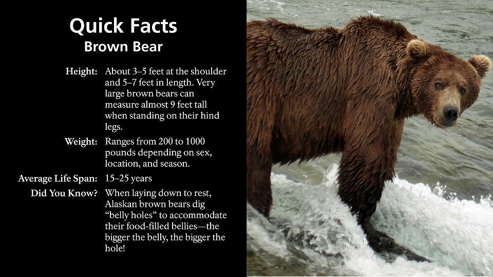Brown Bears - Bears (U.S. National Park Service)