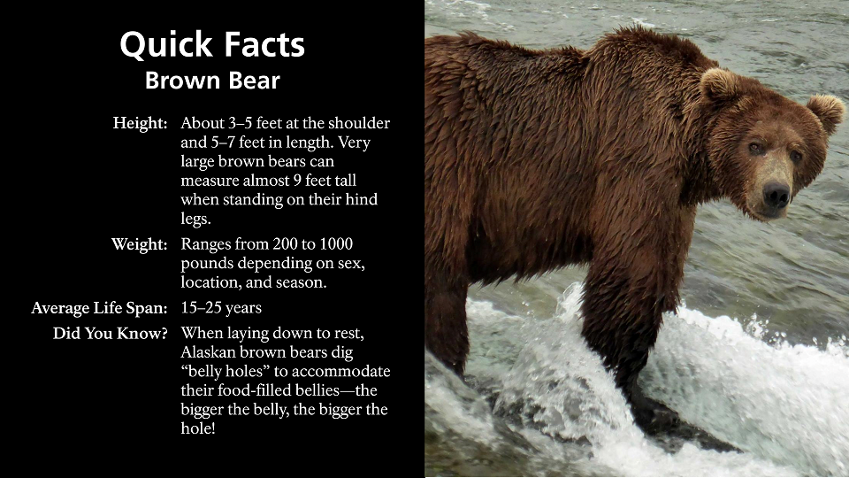 Bear Facts: Habitat, Behavior, Diet