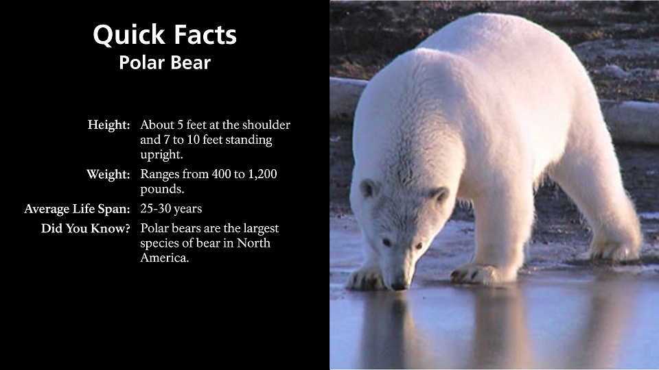 Bears, facts and information
