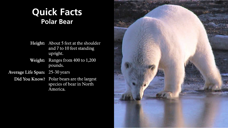 polar bear